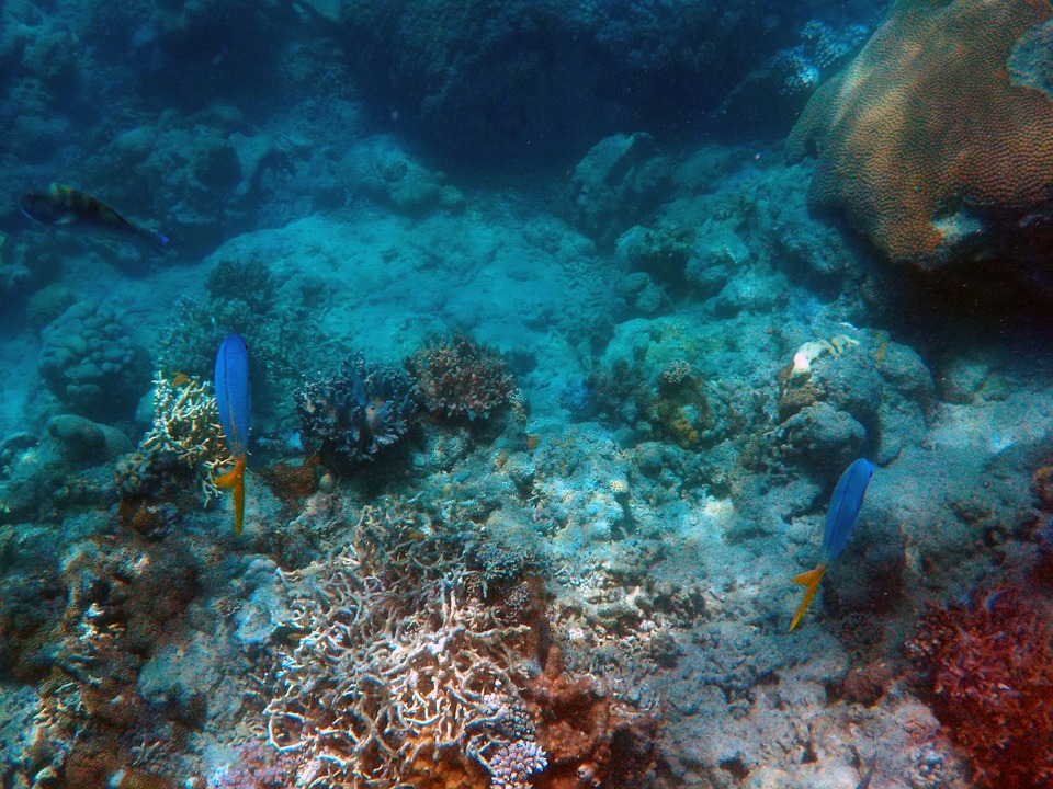 deep sea